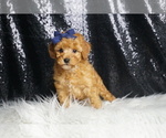 Small #5 Poodle (Toy)