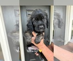 Puppy Yellow English Cream Golden Retriever-Saint Bernard Mix