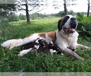 Mother of the Saint Bernard puppies born on 07/05/2020
