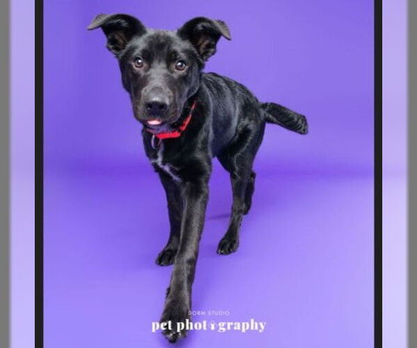 Medium Photo #5 Border Collie-Unknown Mix Puppy For Sale in Fargo, ND, USA