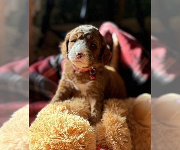 Medium Photo #3 Goldendoodle (Miniature) Puppy For Sale in SAINT MARYS, KS, USA