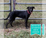 Small Labrador Retriever Mix