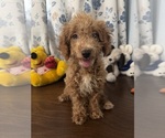 Havapoo puppies - Male Havapoo Puppy for Sale - Photo #16