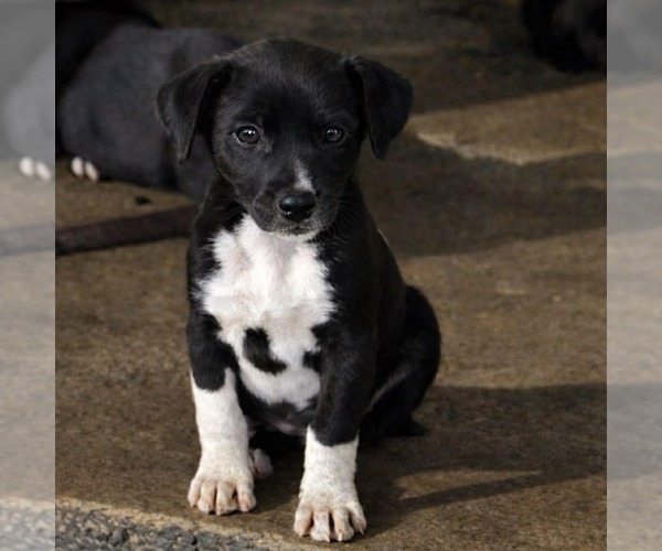 Medium Photo #1 Pointer-Unknown Mix Puppy For Sale in Pompano Beach , FL, USA