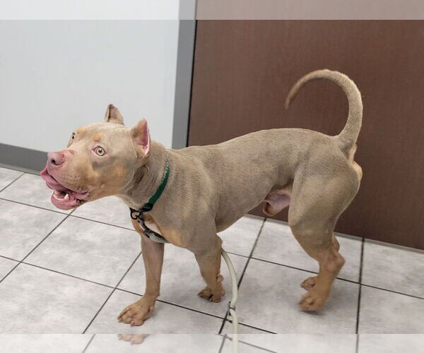 Medium Photo #2 American Pit Bull Terrier Puppy For Sale in Dublin, OH, USA