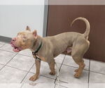 Small #1 American Pit Bull Terrier