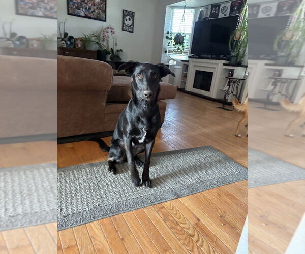 Medium Photo #2 Border Collie-Unknown Mix Puppy For Sale in Salt Lake City, UT, USA