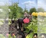 Small Photo #1 French Bulldog Puppy For Sale in HUDSONVILLE, MI, USA