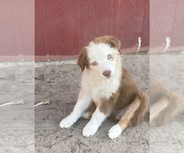 Medium Photo #3 Australian Shepherd Puppy For Sale in ARCADIA, FL, USA