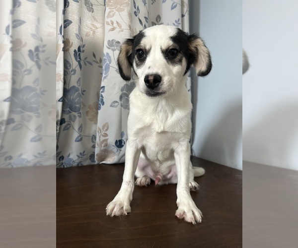 Medium Photo #5 Cockapoo (Miniature) Puppy For Sale in DURHAM, CT, USA