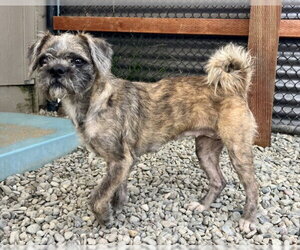 Border Terrier Dogs for adoption in Santa Cruz, CA, USA