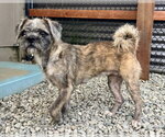 Small Border Terrier