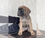 Small Photo #1 Cane Corso Puppy For Sale in RANCHO PALOS VERDES, CA, USA