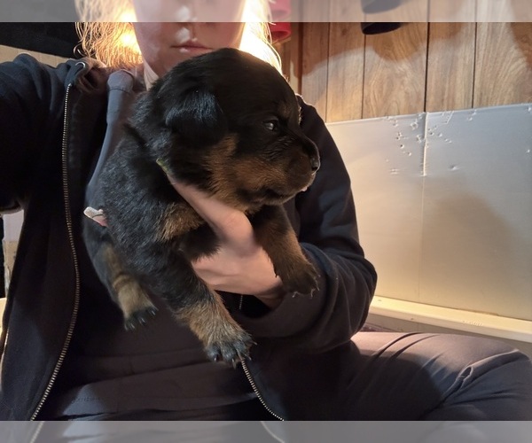 Medium Photo #1 Rottweiler Puppy For Sale in GREEN SPRINGS, OH, USA