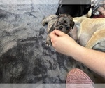 Small Photo #9 Pug Puppy For Sale in BLOOMINGTON, IL, USA