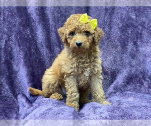 Goldendoodle (Miniature) Puppy for sale in LAKELAND, FL, USA