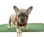 Small Photo #3 French Bulldog Puppy For Sale in ONTARIO, CA, USA