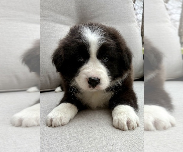 Medium Photo #5 Australian Shepherd Puppy For Sale in FAIR HAVEN, MI, USA