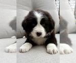 Small #4 Australian Shepherd