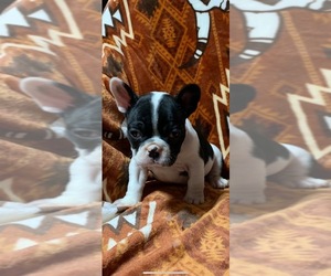 French Bulldog Puppy for sale in CHILLICOTHE, OH, USA
