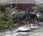 Small Photo #21 Doberman Pinscher Puppy For Sale in Moscow, Moscow, Russia