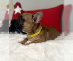 Small Photo #11 French Bulldog Puppy For Sale in ADELAIDE, WA, USA