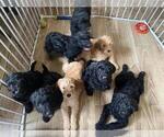 Small Photo #4 Double Doodle Puppy For Sale in CYPRESS, TX, USA