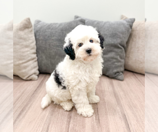 Medium Photo #4 Bernedoodle (Miniature) Puppy For Sale in DUNDEE, OH, USA