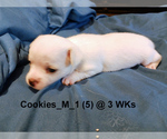 Small Photo #7 Chihuahua Puppy For Sale in BELLE FOURCHE, SD, USA