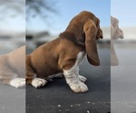 Small Photo #56 Basset Hound Puppy For Sale in GREENLEAF, WI, USA