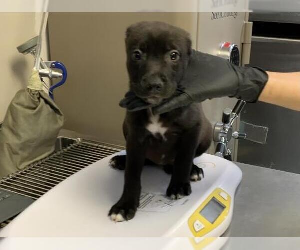 Medium Photo #1 Border Collie-Unknown Mix Puppy For Sale in Visalia, CA, USA