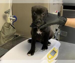 Border Collie-Unknown Mix Dogs for adoption in Visalia, CA, USA