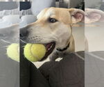 Small #7 Labrador Retriever Mix