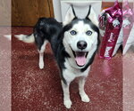 Small #1 Siberian Husky