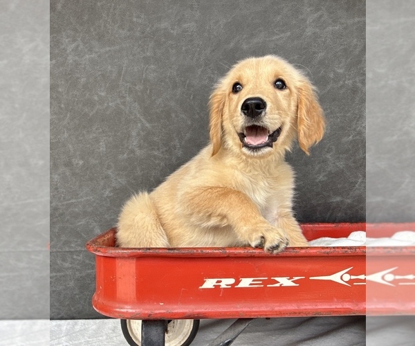 Medium Photo #3 Golden Retriever Puppy For Sale in OCALA, FL, USA