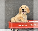 Small #2 Golden Retriever