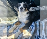 Small #1 Miniature Australian Shepherd