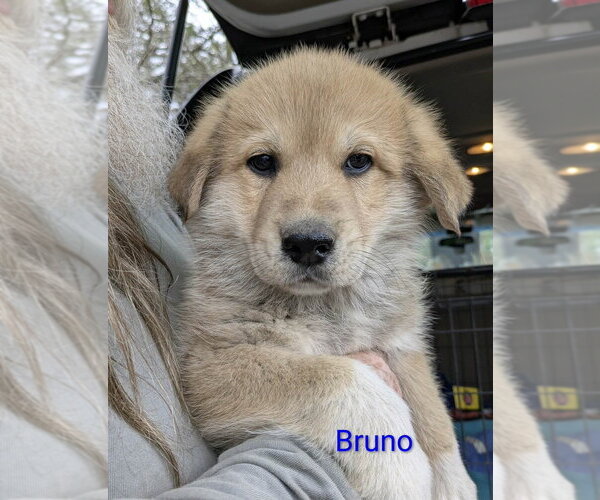 Medium Photo #1 Golden Pyrenees Puppy For Sale in Aurora, IN, USA
