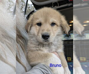 Golden Pyrenees Dogs for adoption in Aurora, IN, USA