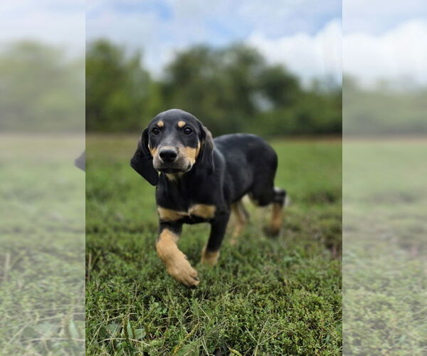 Medium Photo #1 Beagle-German Shepherd Dog Mix Puppy For Sale in Aurora, IN, USA