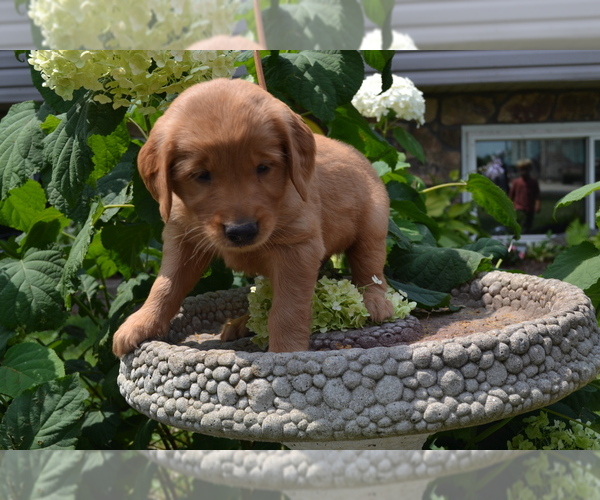Medium Photo #6 Golden Retriever Puppy For Sale in GREENWOOD, WI, USA