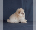 Small Photo #5 Pomeranian Puppy For Sale in BROOKLYN, NY, USA