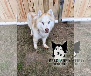 Mutt Dogs for adoption in Cumming, GA, USA