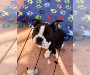 Boston Terrier Puppy for sale in SAN JOSE, CA, USA