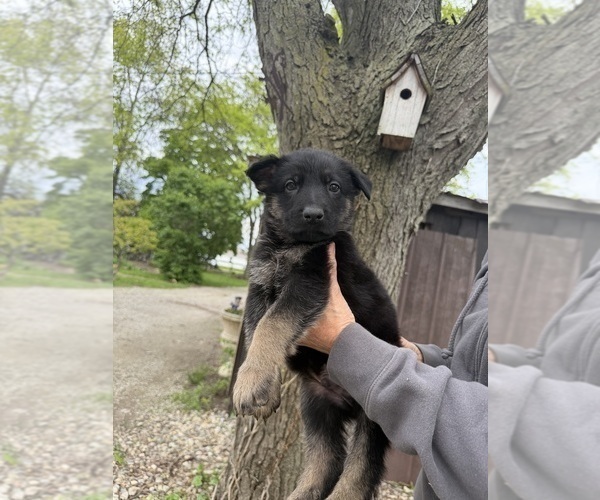 Medium Photo #10 German Shepherd Dog Puppy For Sale in FORT WAYNE, IN, USA