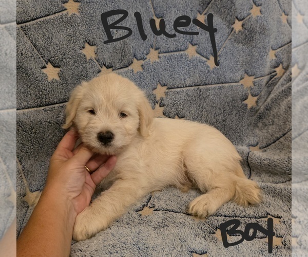 Medium Photo #12 Chizer Puppy For Sale in MONTEZUMA, GA, USA