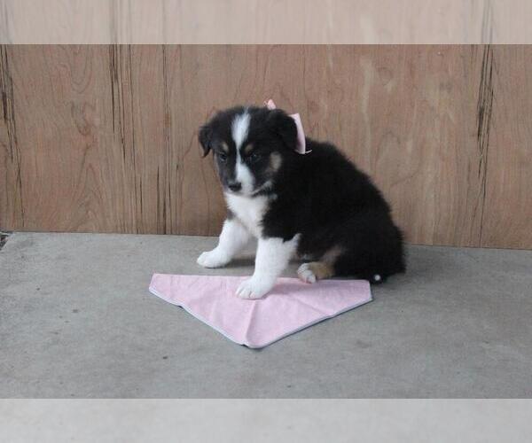 Medium Photo #2 Australian Shepherd Puppy For Sale in MODESTO, CA, USA