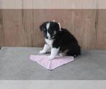 Small Photo #2 Australian Shepherd Puppy For Sale in MODESTO, CA, USA
