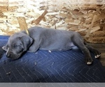 Small Photo #5 Great Dane Puppy For Sale in SALINAS, CA, USA