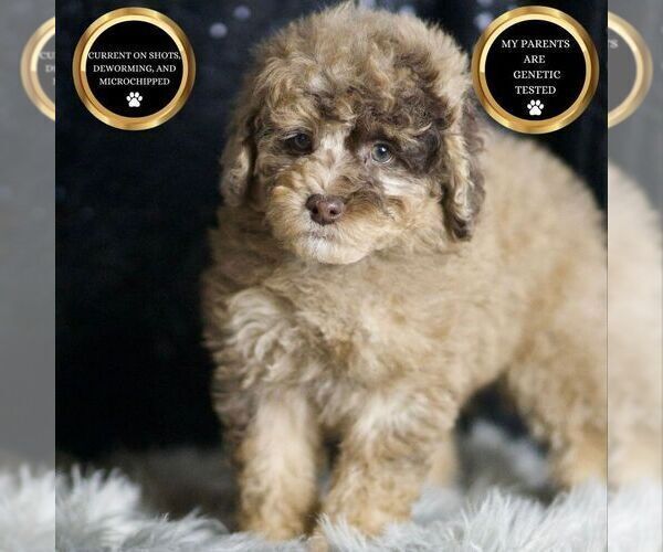 Medium Photo #133 Poodle (Toy) Puppy For Sale in WARSAW, IN, USA